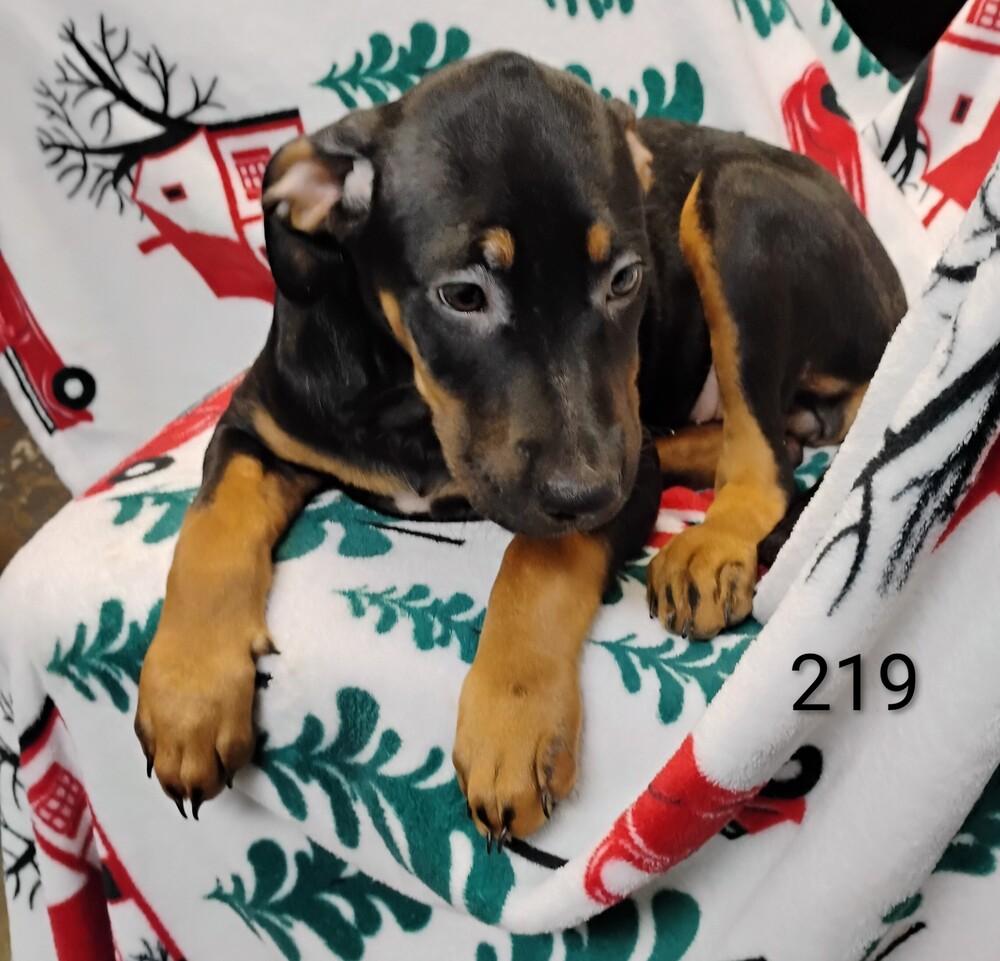 Aspen #219, Adoptable, Puppy Female Labrador Retriever.