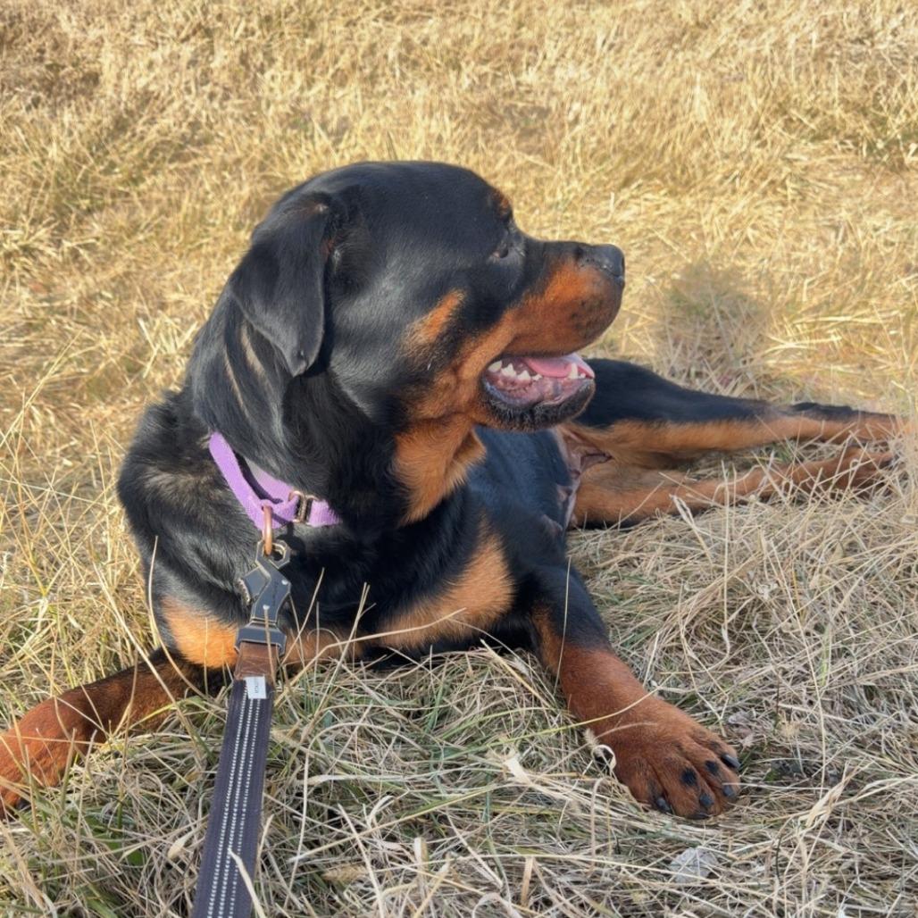 Boba, Adoptable, Adult Female Rottweiler.