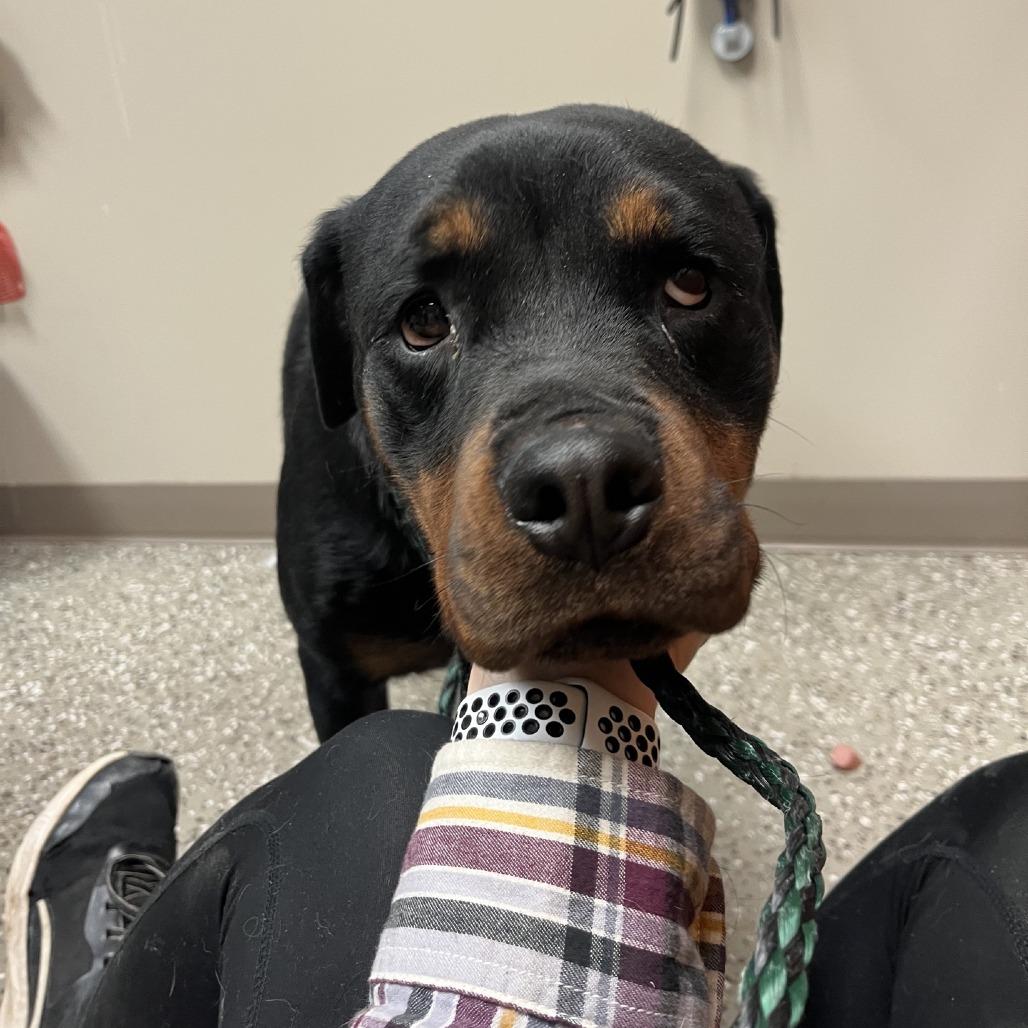 Enlarge Boba, a Adoptable Rottweiler in Norfolk, NE image 1/3