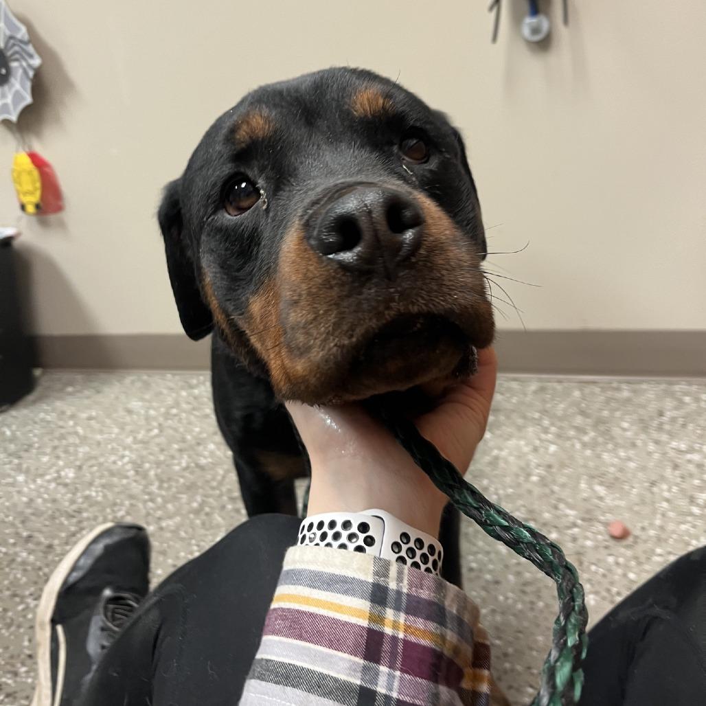 Enlarge Boba, a Adoptable Rottweiler in Norfolk, NE image 2/3