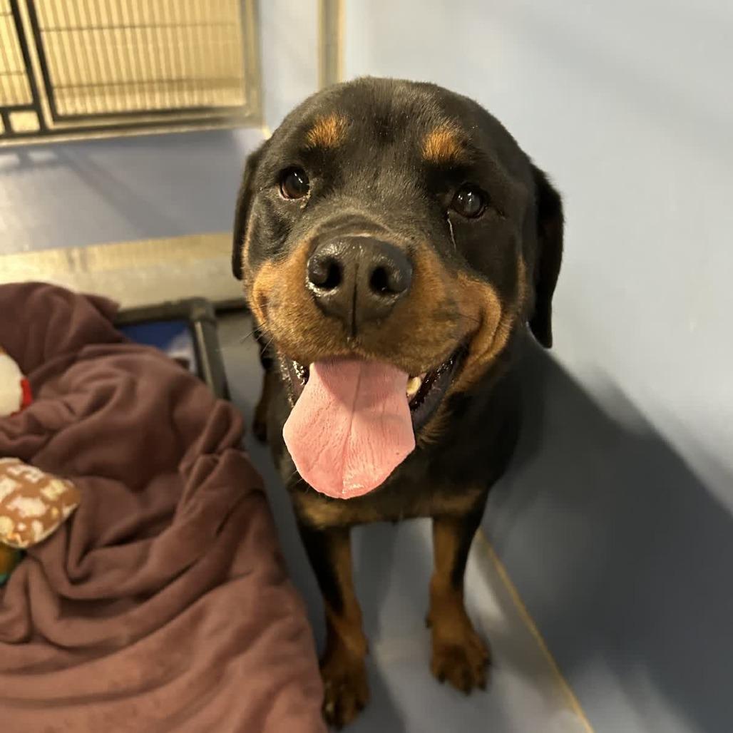 Enlarge Boba, a Adoptable Rottweiler in Norfolk, NE image 3/3