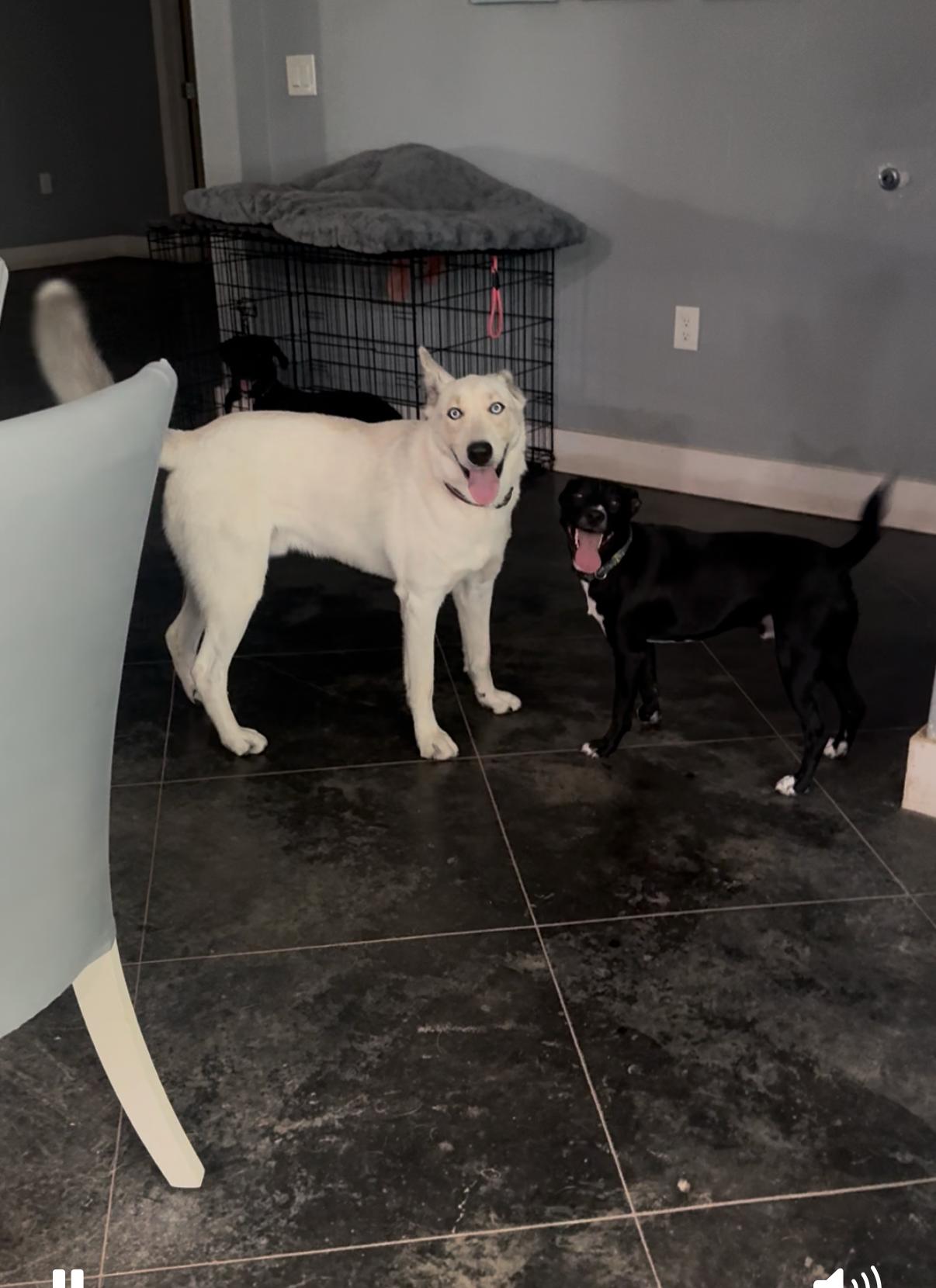 Enlarge Coyote, a Adoptable mixed breed in Austin , TX image 2/6