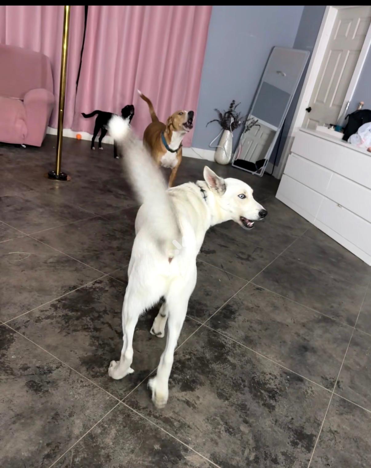 Enlarge Coyote, a Adoptable mixed breed in Austin , TX image 3/6