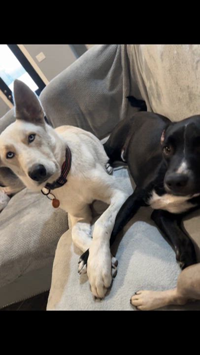 Enlarge Coyote, a Adoptable mixed breed in Austin , TX video 6/6