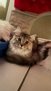 Princess Seraphina, Adoptable, Kitten Female Maine Coon & Persian.