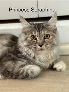 Princess Seraphina, a Adoptable mixed breed in Oakland Park, FL image 2/3