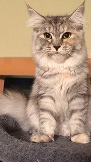 Princess Seraphina, a Adoptable mixed breed in Oakland Park, FL image 3/3