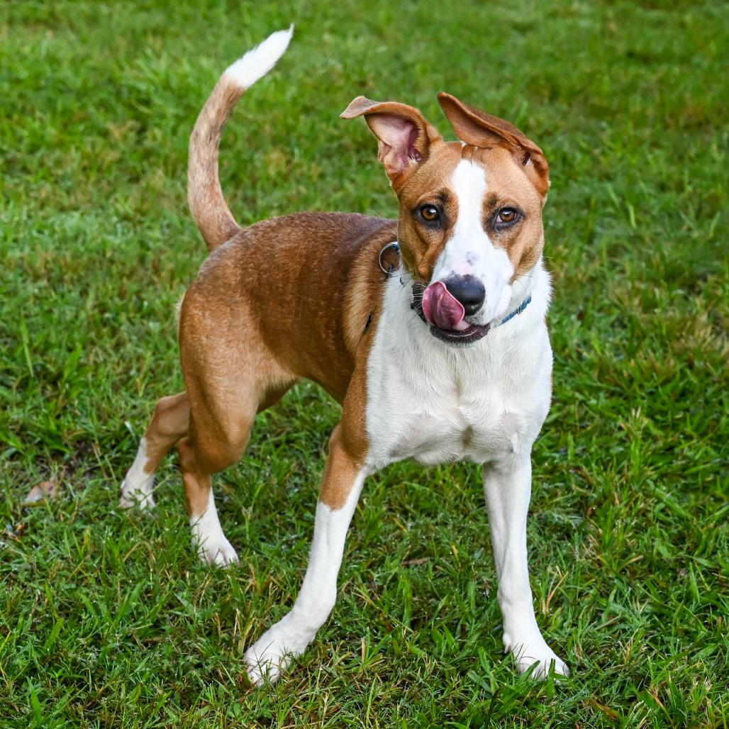 Terra, Adoptable, Young Female Mixed Breed.