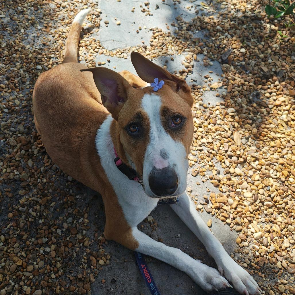 Enlarge Terra, a Adoptable Mixed Breed in Sarasota, FL image 2/6
