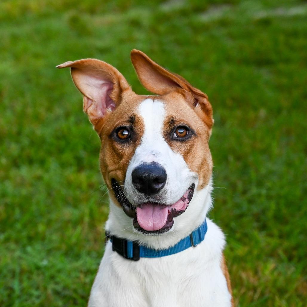 Enlarge Terra, a Adoptable Mixed Breed in Sarasota, FL image 3/6