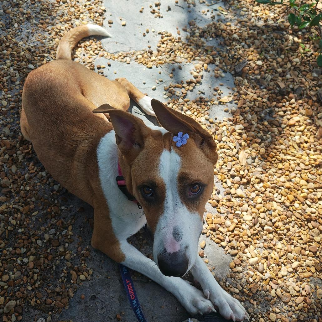 Enlarge Terra, a Adoptable Mixed Breed in Sarasota, FL image 4/6