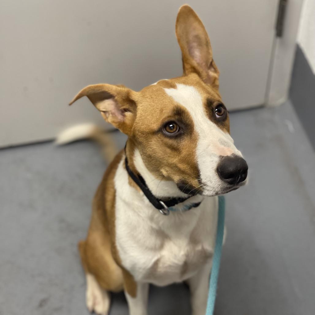 Enlarge Terra, a Adoptable Mixed Breed in Sarasota, FL image 5/6