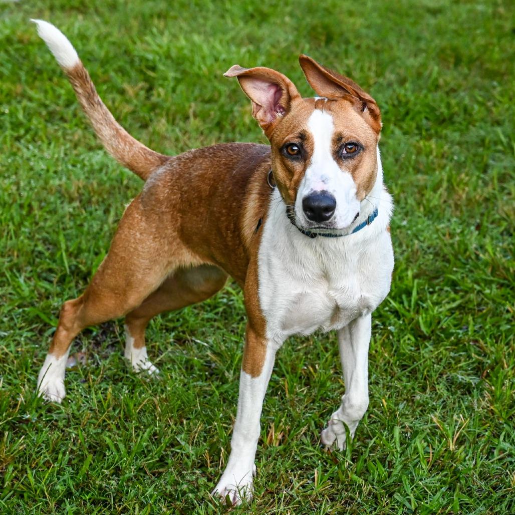 Enlarge Terra, a Adoptable Mixed Breed in Sarasota, FL image 6/6