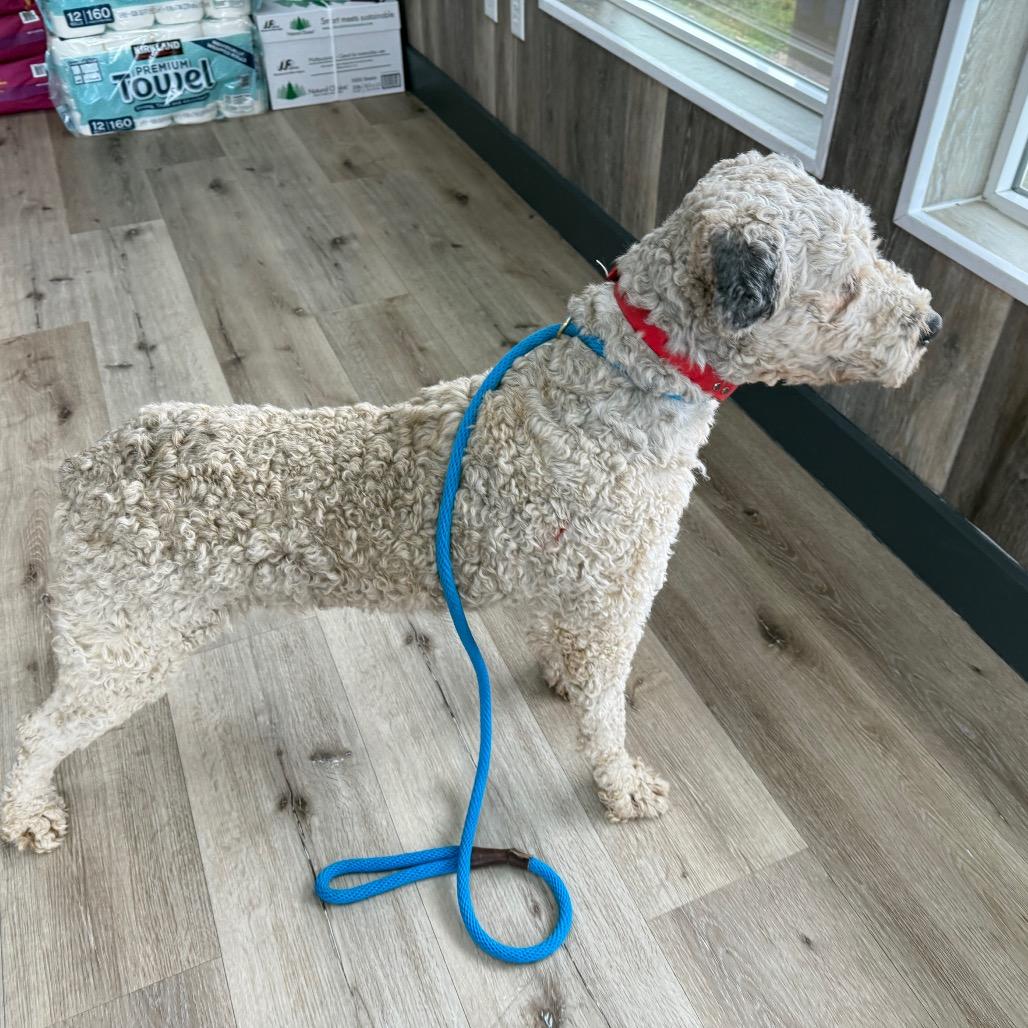 Hondo, a Adoptable Mixed Breed in Idaho Falls, ID image 1/6