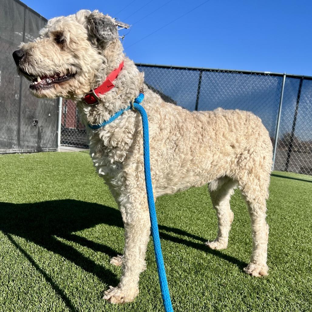 Hondo, a Adoptable Mixed Breed in Idaho Falls, ID image 2/6