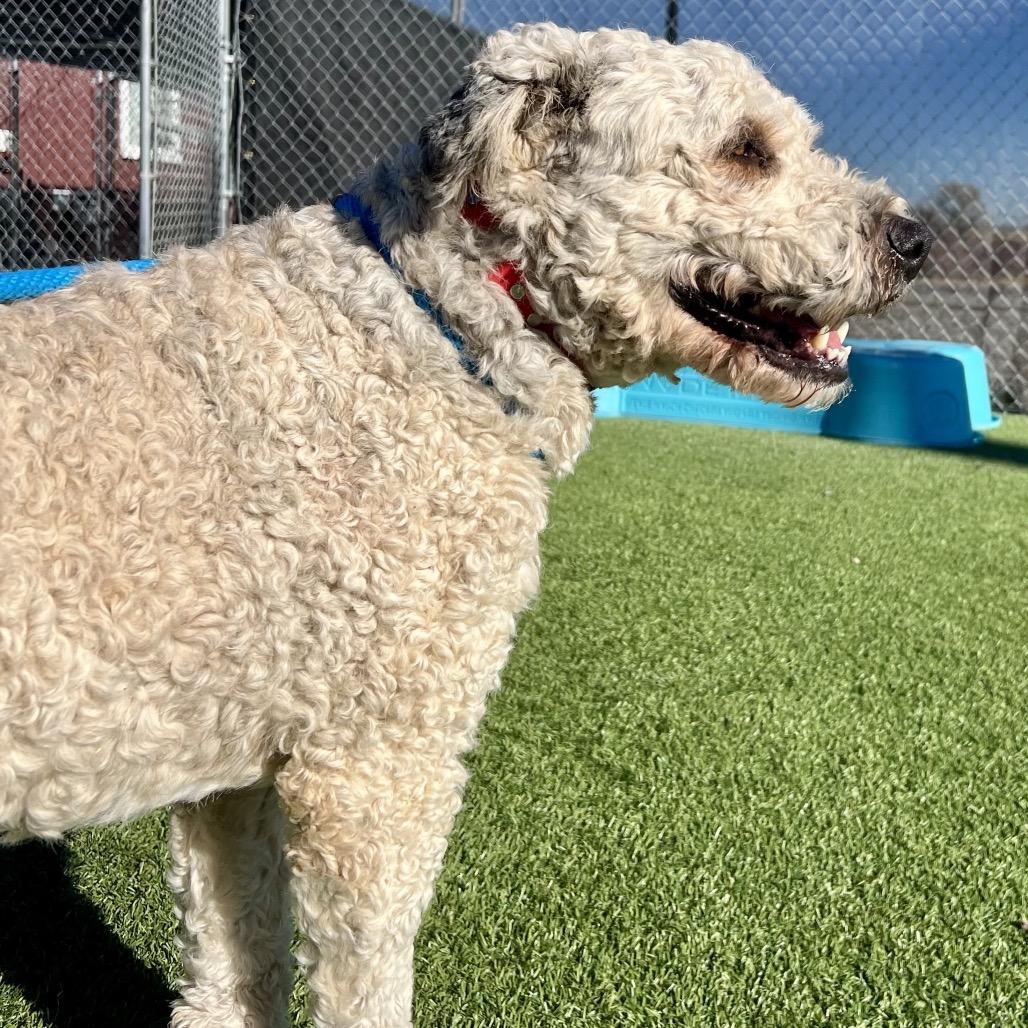 Hondo, a Adoptable Mixed Breed in Idaho Falls, ID image 3/6
