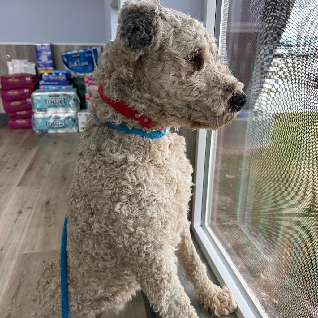 Hondo, a Adoptable Mixed Breed in Idaho Falls, ID image 4/6