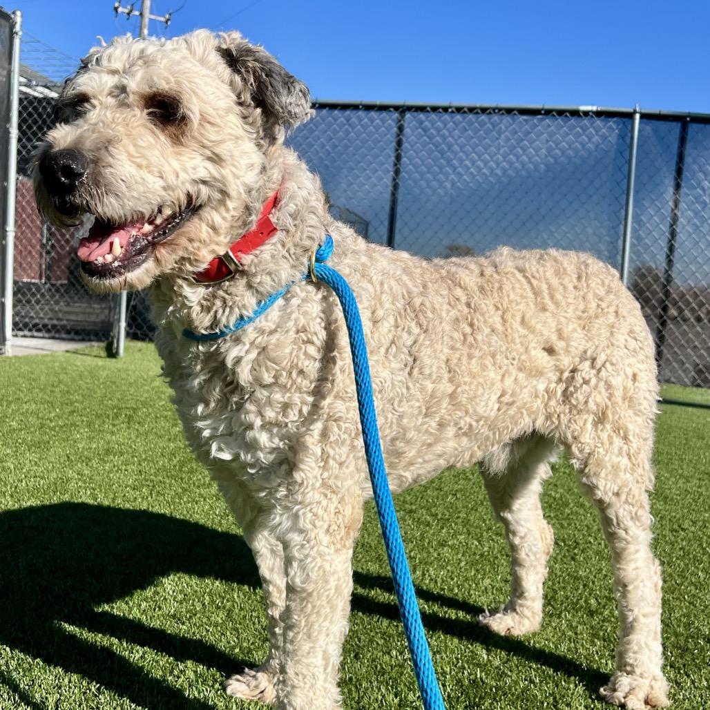 Hondo, a Adoptable Mixed Breed in Idaho Falls, ID image 6/6