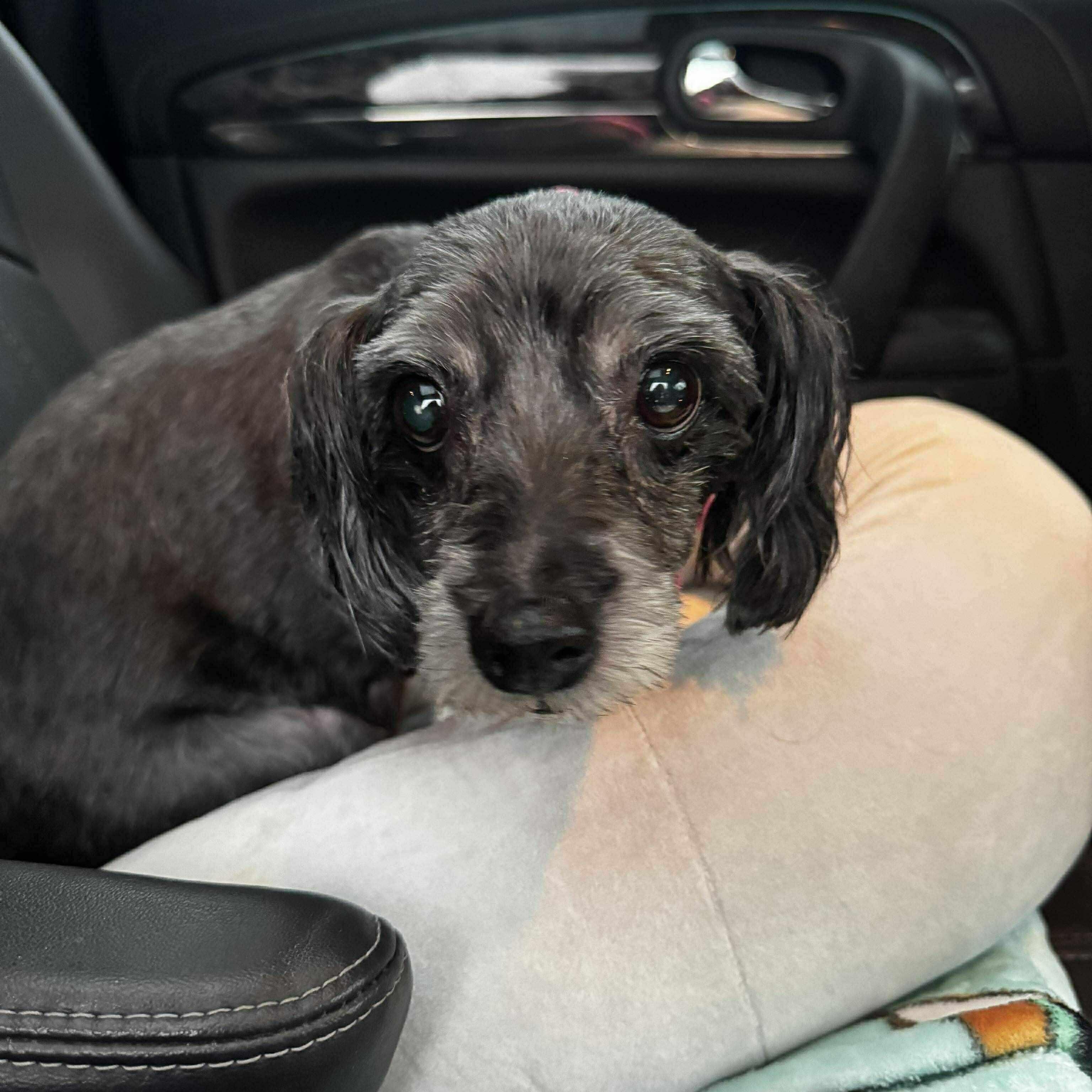 Enlarge Peek A Boo, a Adoptable mixed breed in Homer Glen, IL image 2/6