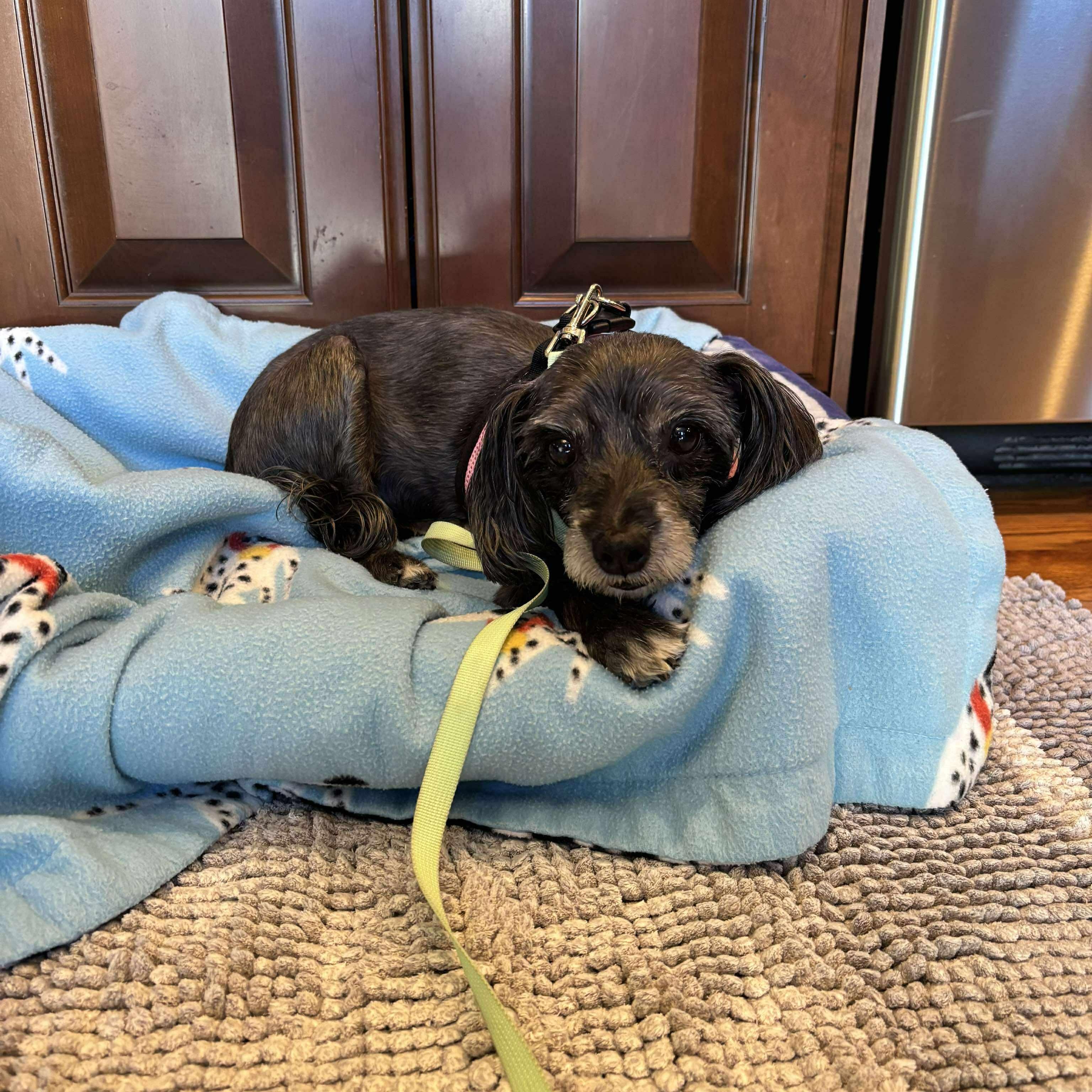 Enlarge Peek A Boo, a Adoptable mixed breed in Homer Glen, IL image 4/6