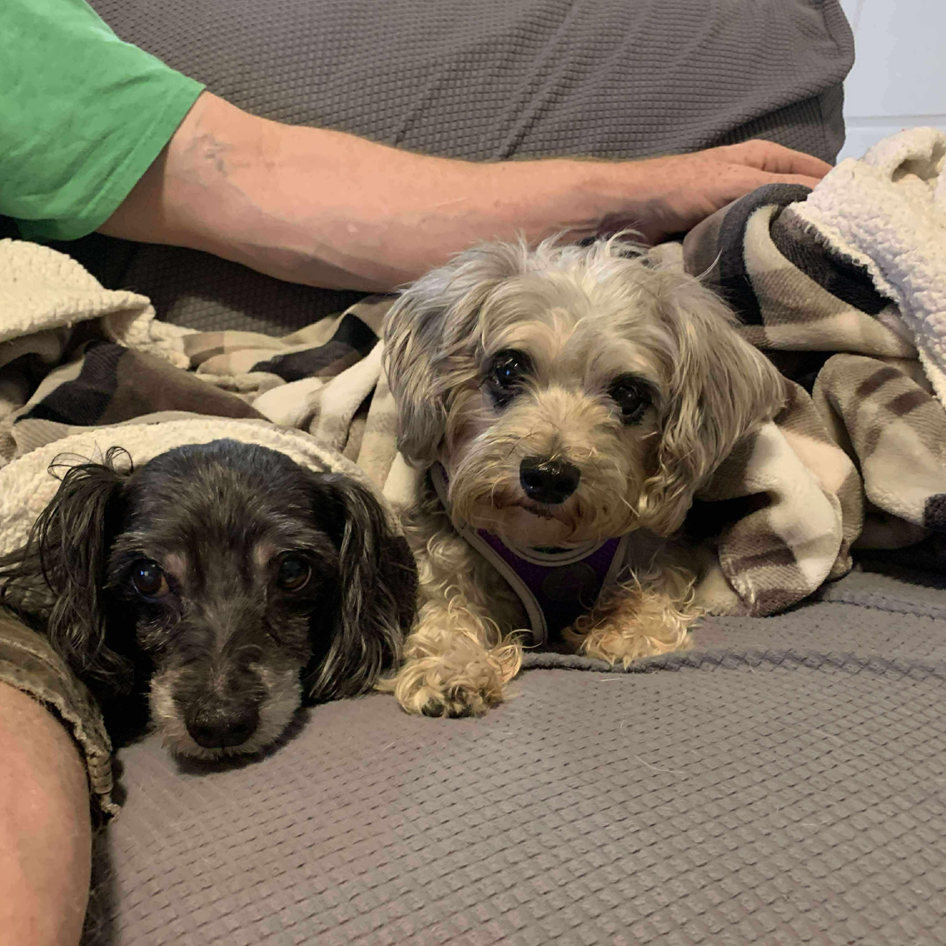 Enlarge Peek A Boo, a Adoptable mixed breed in Homer Glen, IL image 5/6