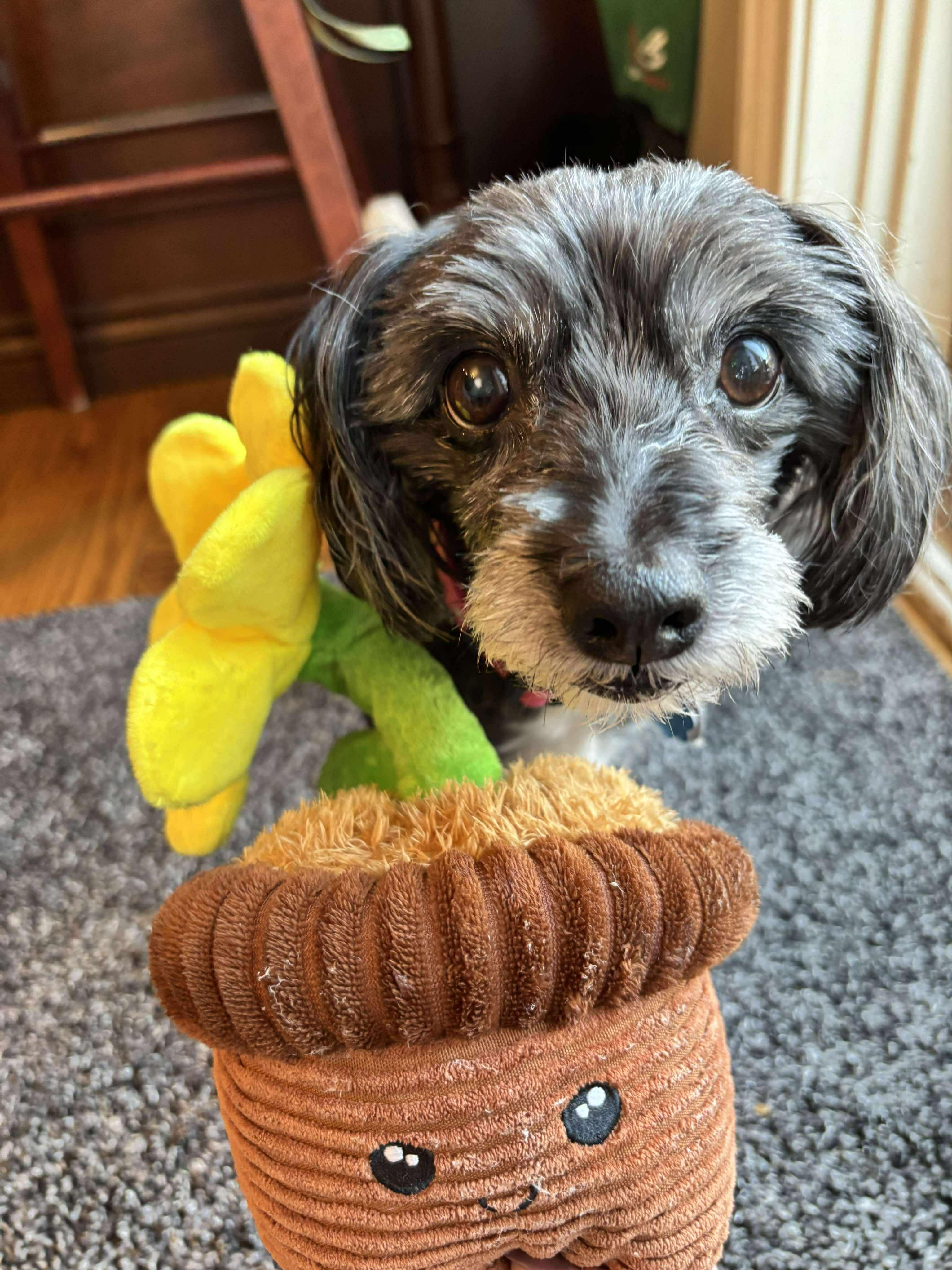 Enlarge Peek A Boo, a Adoptable mixed breed in Homer Glen, IL image 3/6