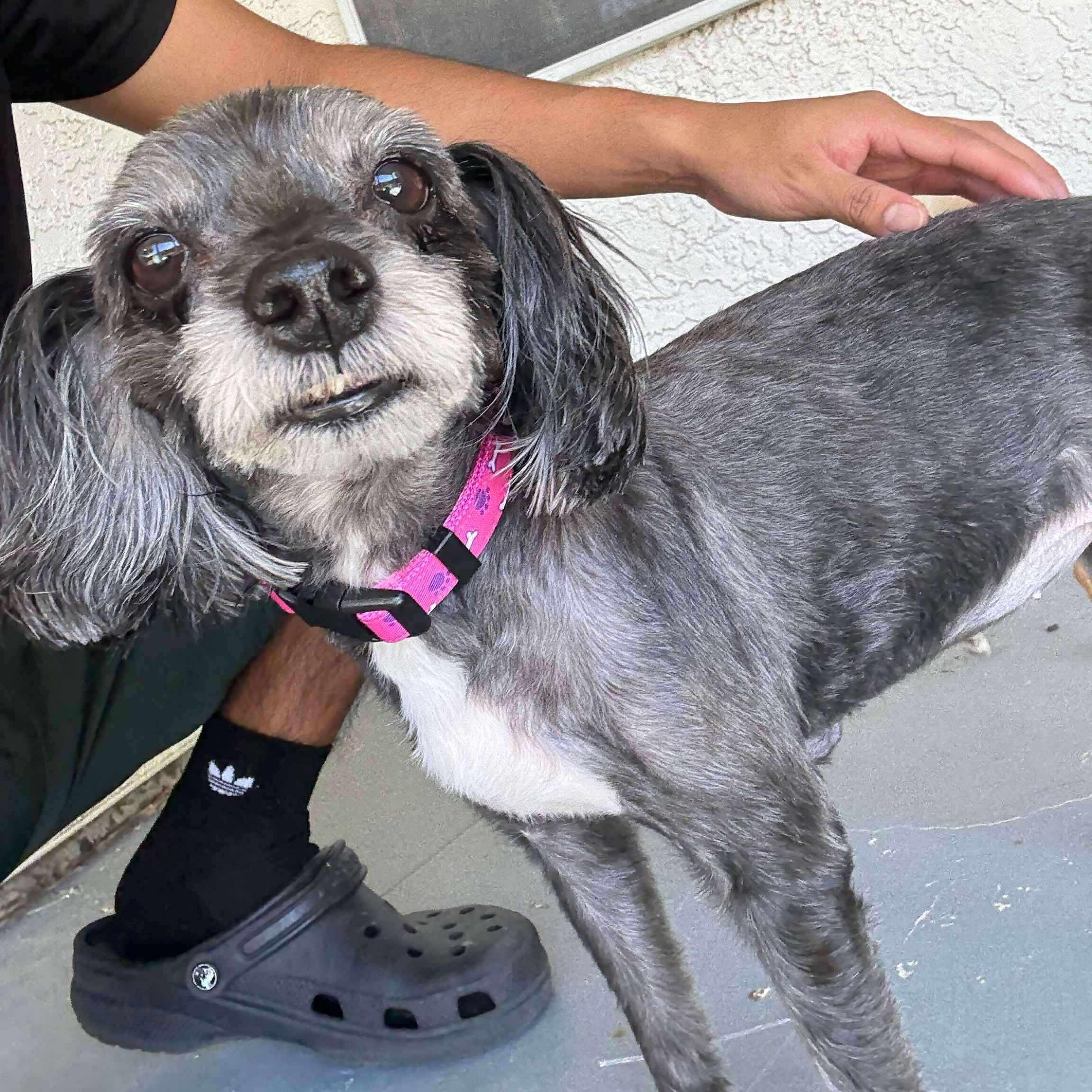 Peek A Boo, Adoptable, Adult Female Terrier.