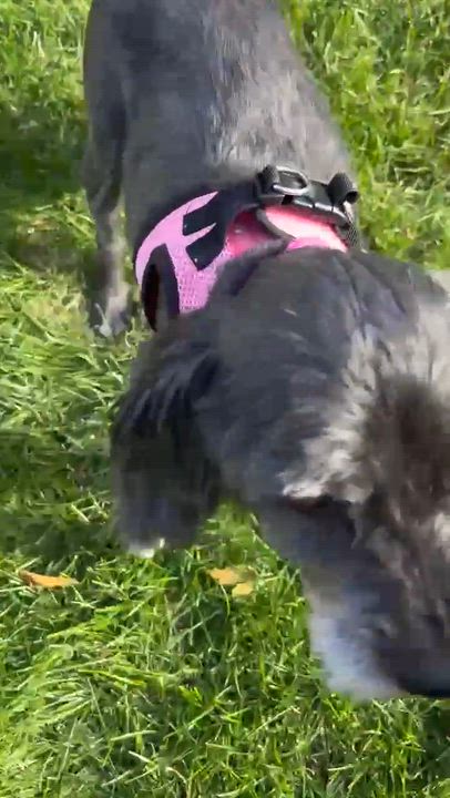 Enlarge Peek A Boo, a Adoptable mixed breed in Homer Glen, IL video 6/6