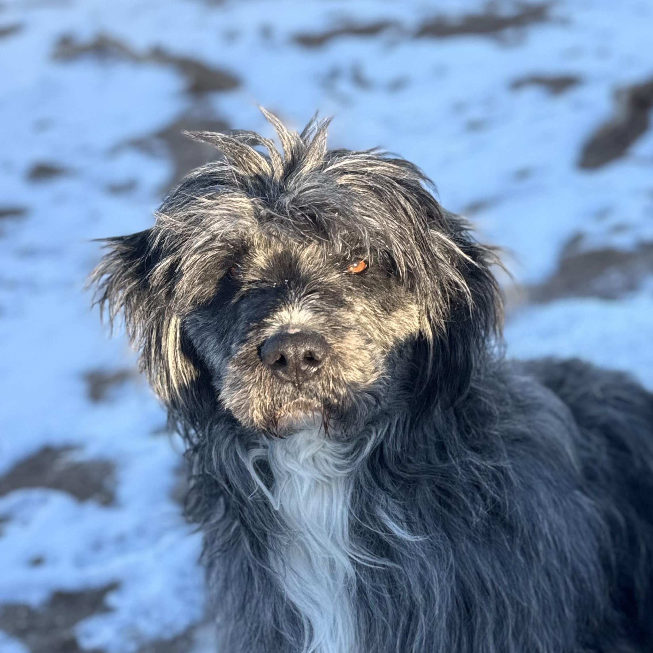 Enlarge Mr Woosh, a ADOPTABLE mixed breed in Carson, NM image 2/2