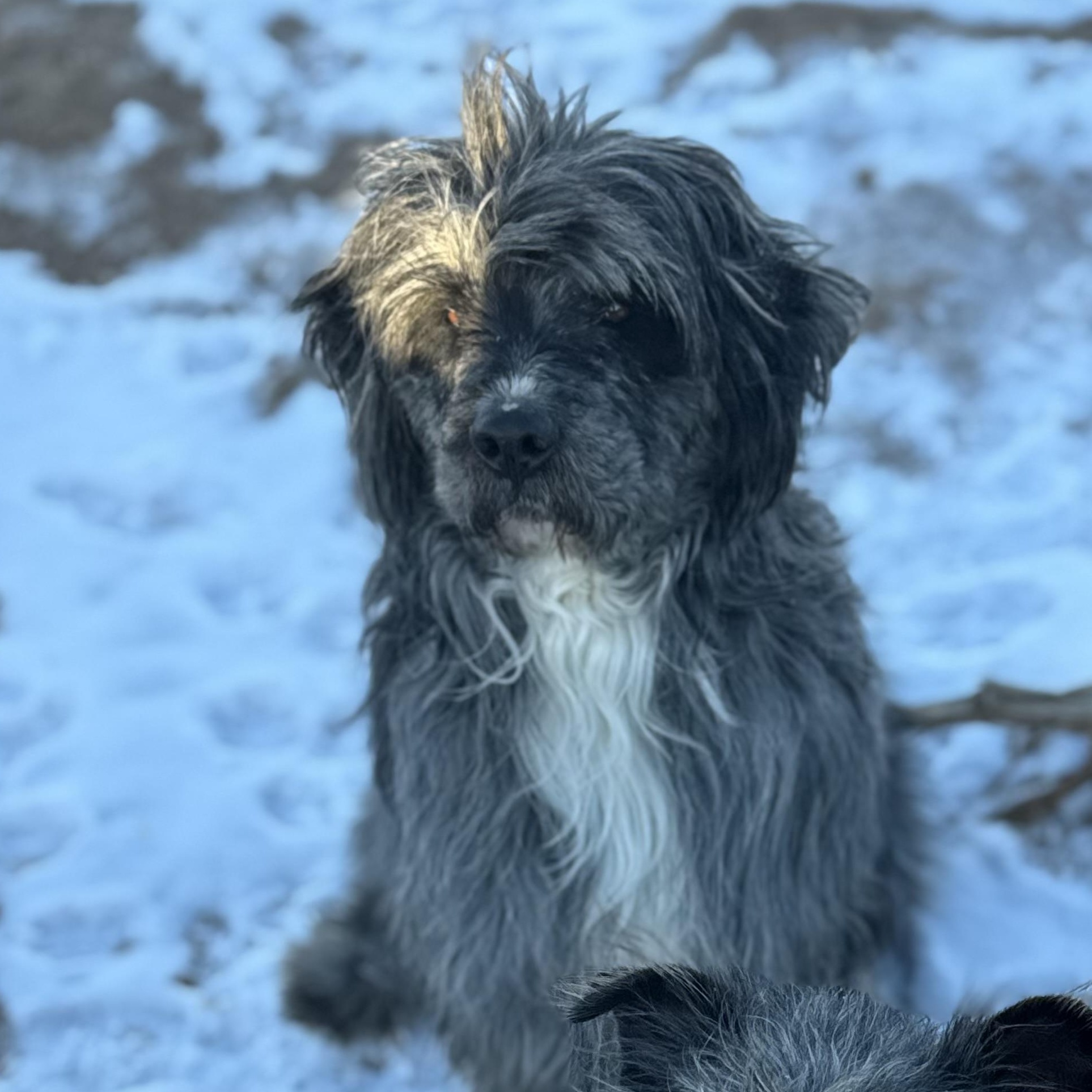 Enlarge Mr Woosh, a ADOPTABLE mixed breed in Carson, NM image 1/2