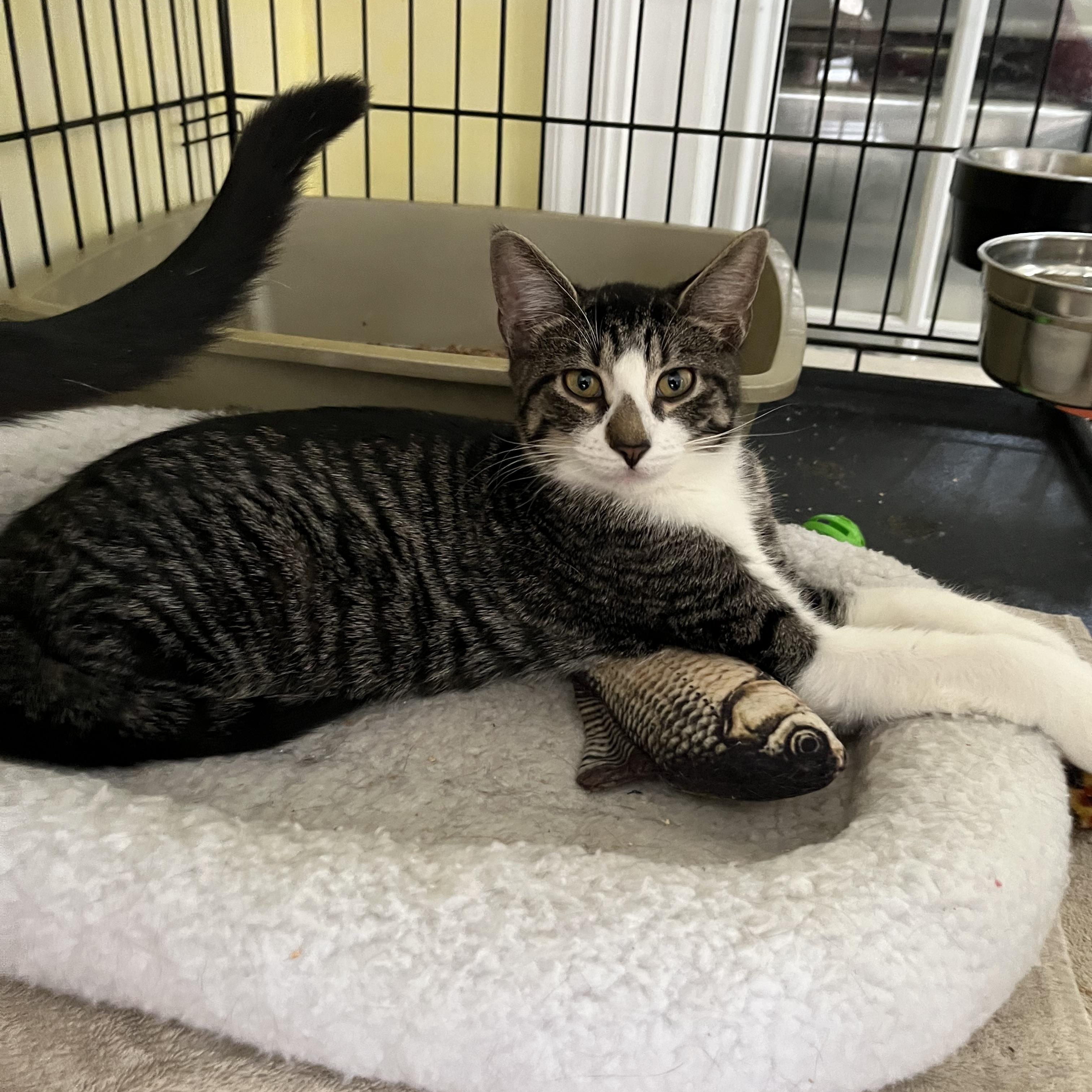 Enlarge Maleck Shewman (handsome playful kitten!), an adopted Domestic Short Hair in Stowe, PA image 1/1