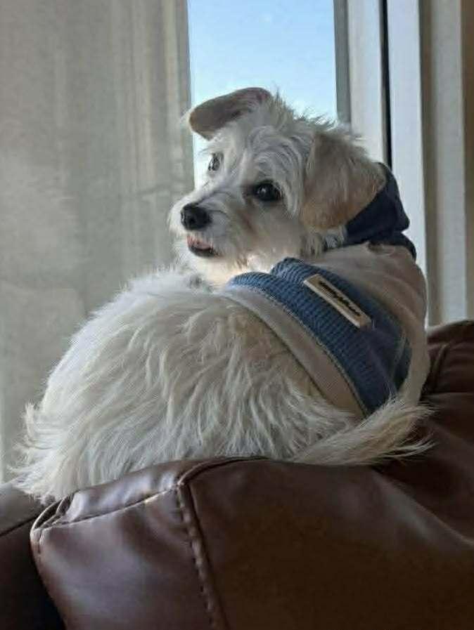 Enlarge Johnny Appleseed, a Adoptable Terrier in Mission Viejo, CA image 2/5