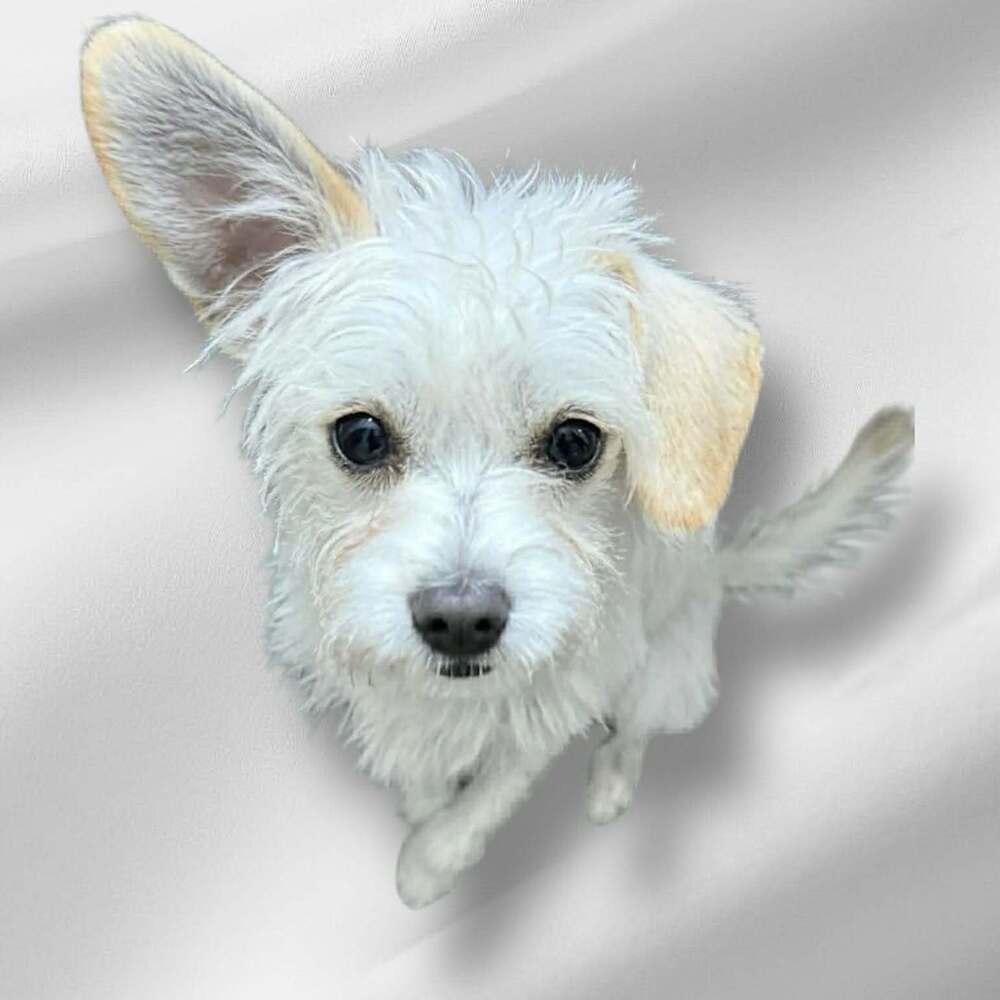 Enlarge Johnny Appleseed, a Adoptable Terrier in Mission Viejo, CA image 3/5