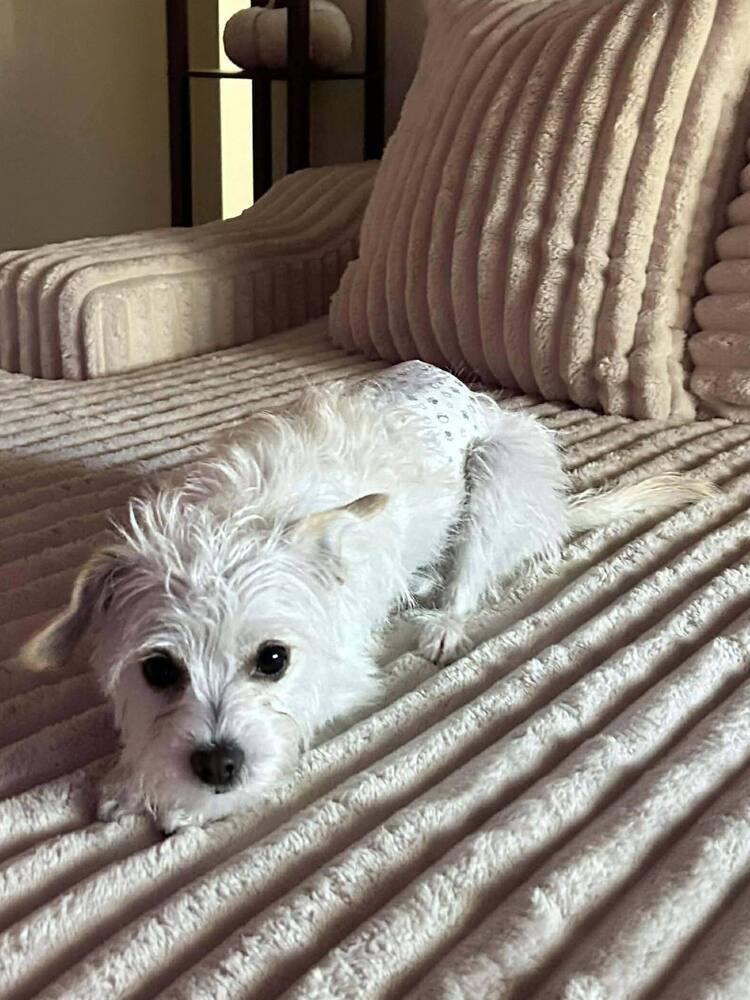 Enlarge Johnny Appleseed, a Adoptable Terrier in Mission Viejo, CA image 4/5