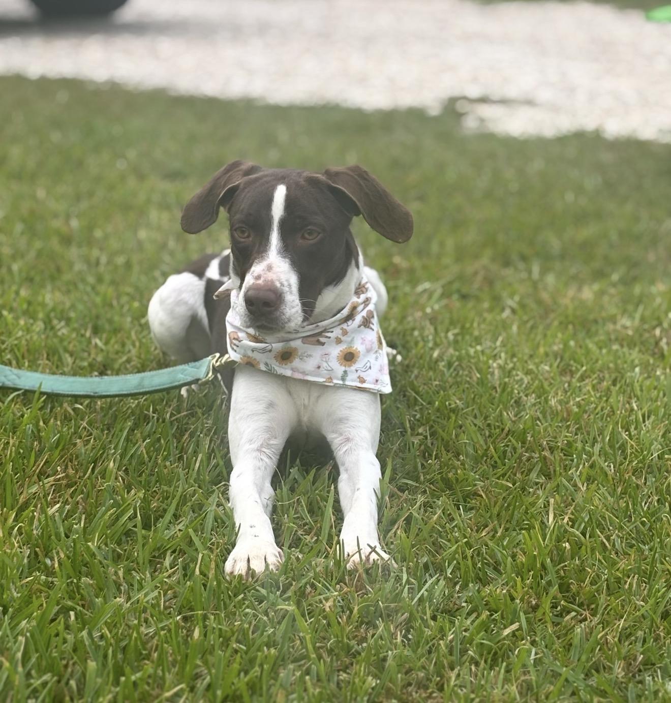 Gnocchi , a ADOPTABLE mixed breed in Leesville, LA image 4/4
