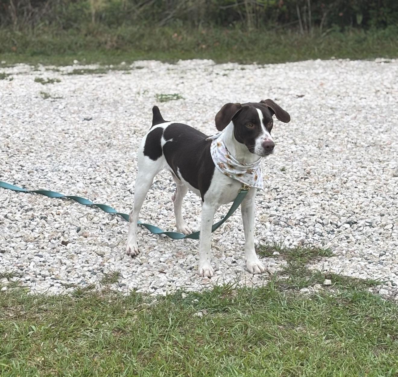 Gnocchi , ADOPTABLE, Young Male English Pointer.