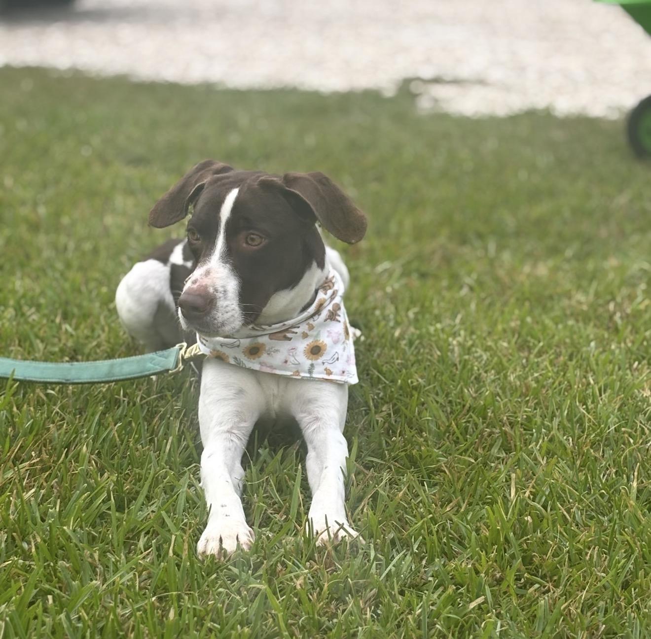 Gnocchi , a ADOPTABLE mixed breed in Leesville, LA image 2/4