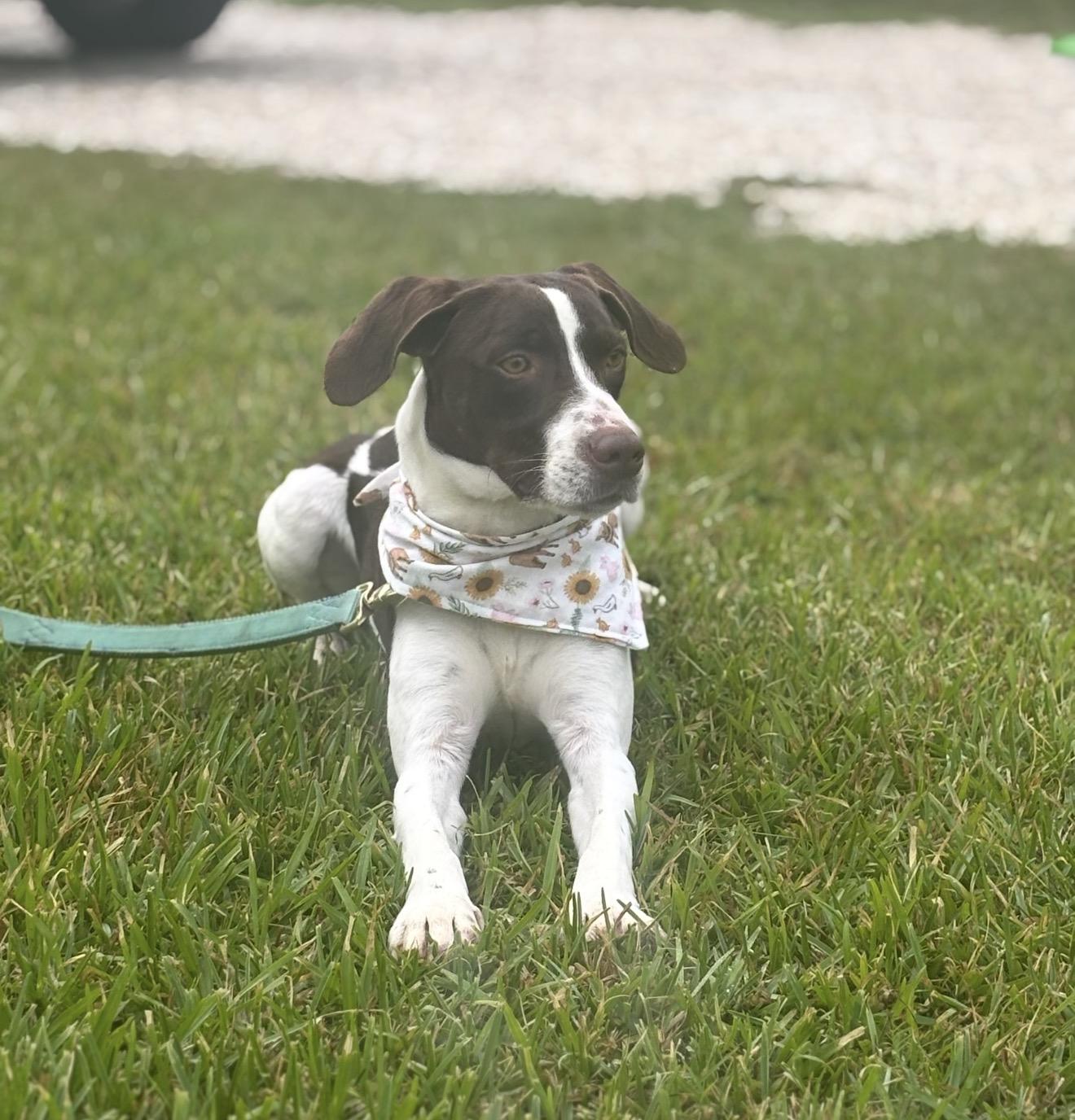 Gnocchi , a ADOPTABLE mixed breed in Leesville, LA image 3/4