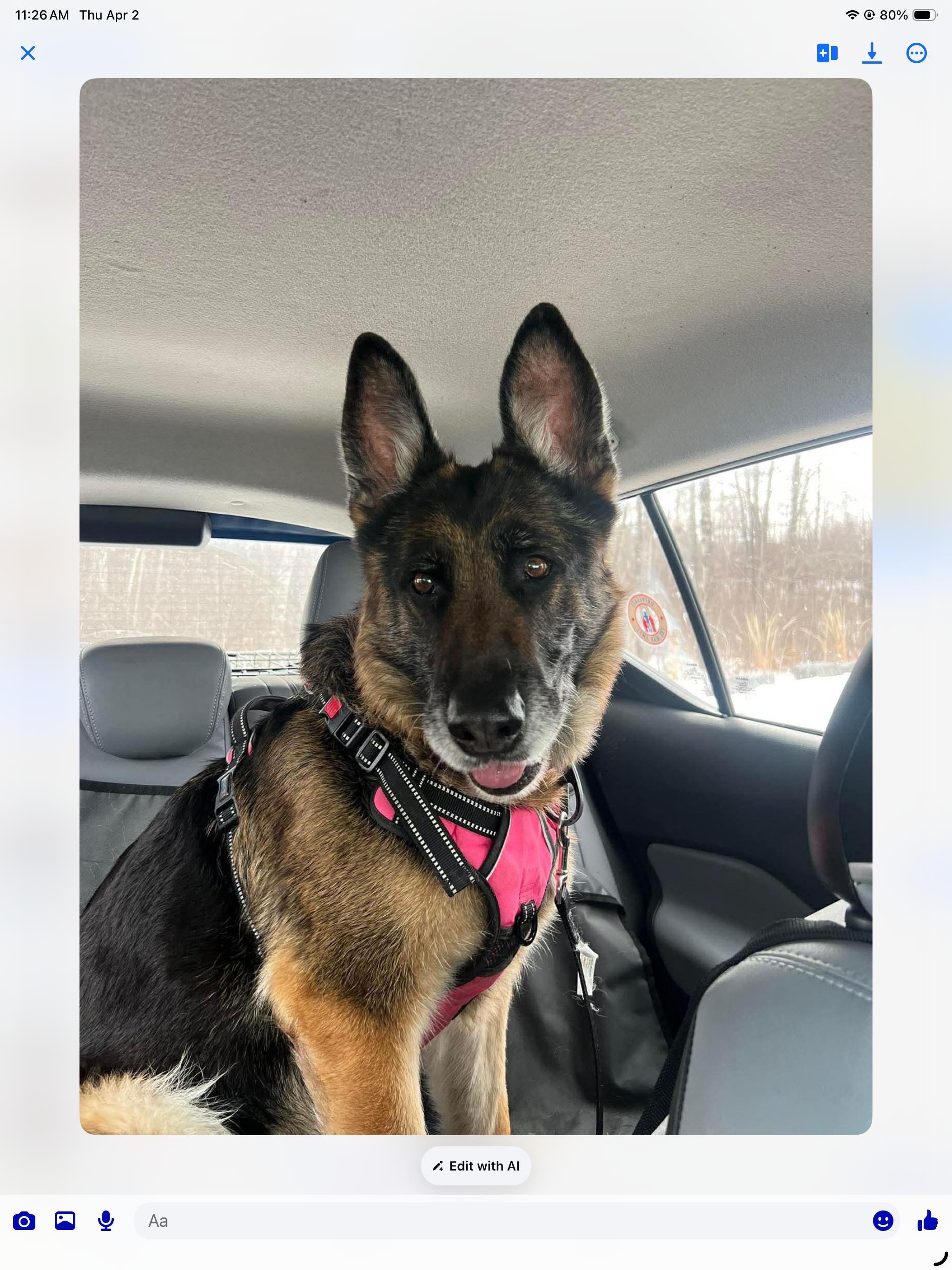 Enlarge ZENA, a ADOPTABLE German Shepherd Dog in Toronto, ON image 1/6