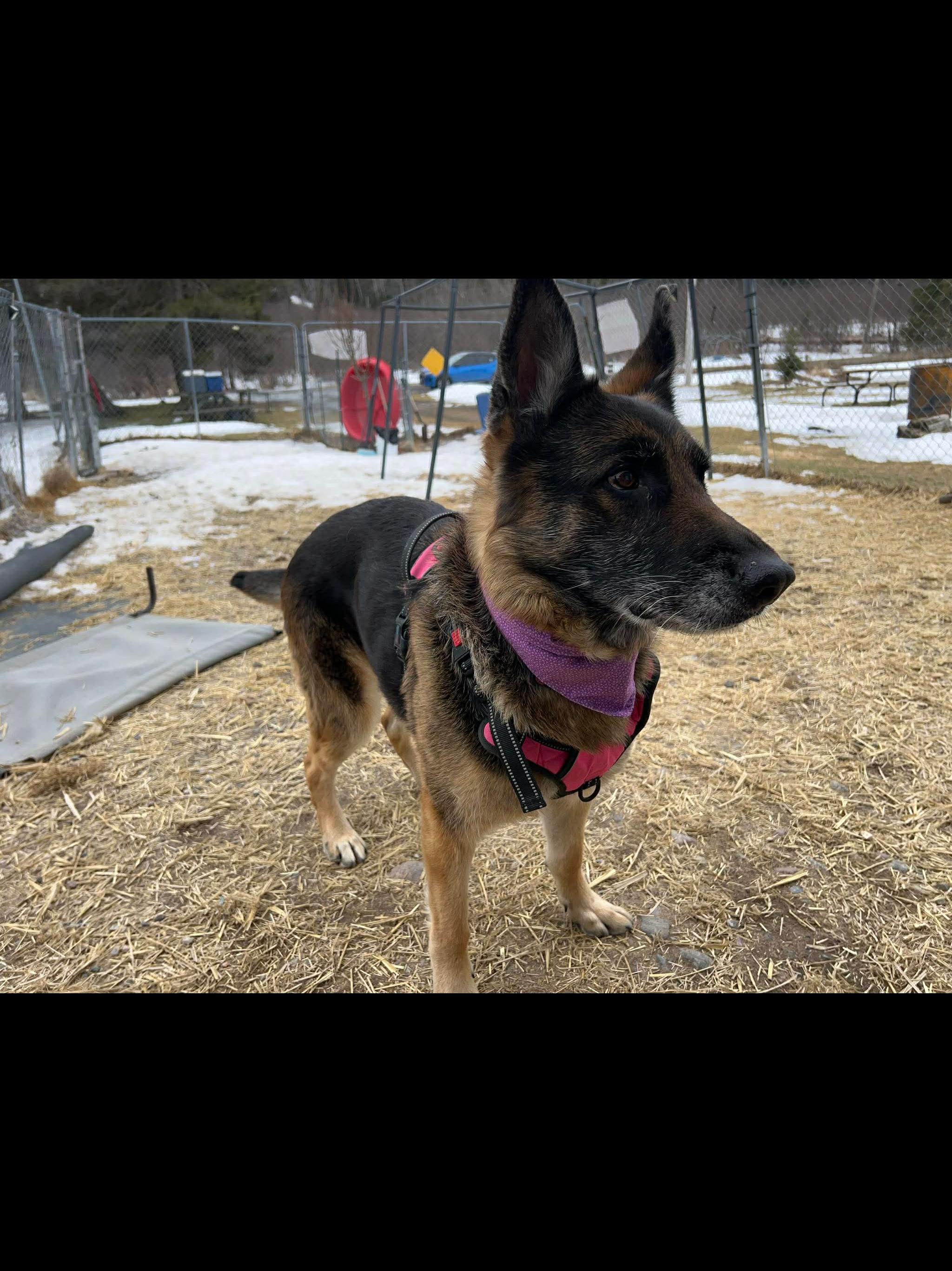 Enlarge ZENA, a ADOPTABLE German Shepherd Dog in Toronto, ON image 6/6