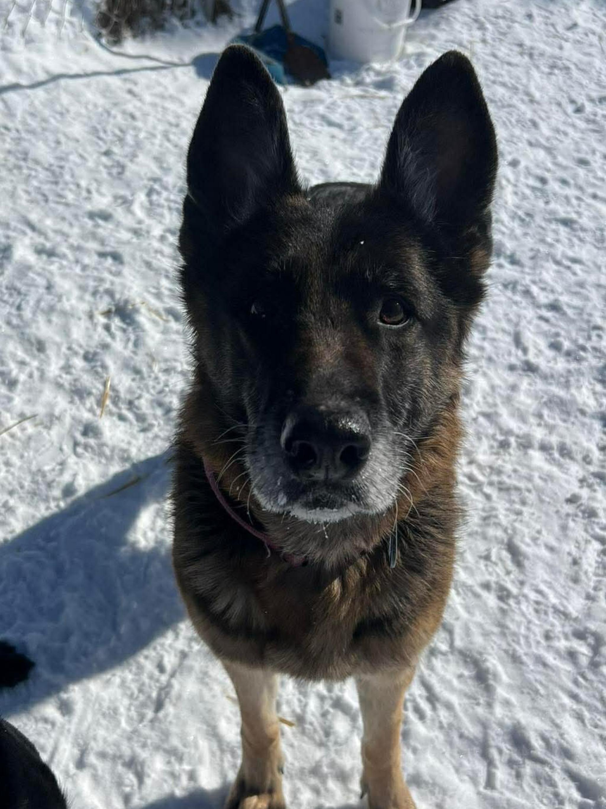Enlarge ZENA, a ADOPTABLE German Shepherd Dog in Toronto, ON image 5/6
