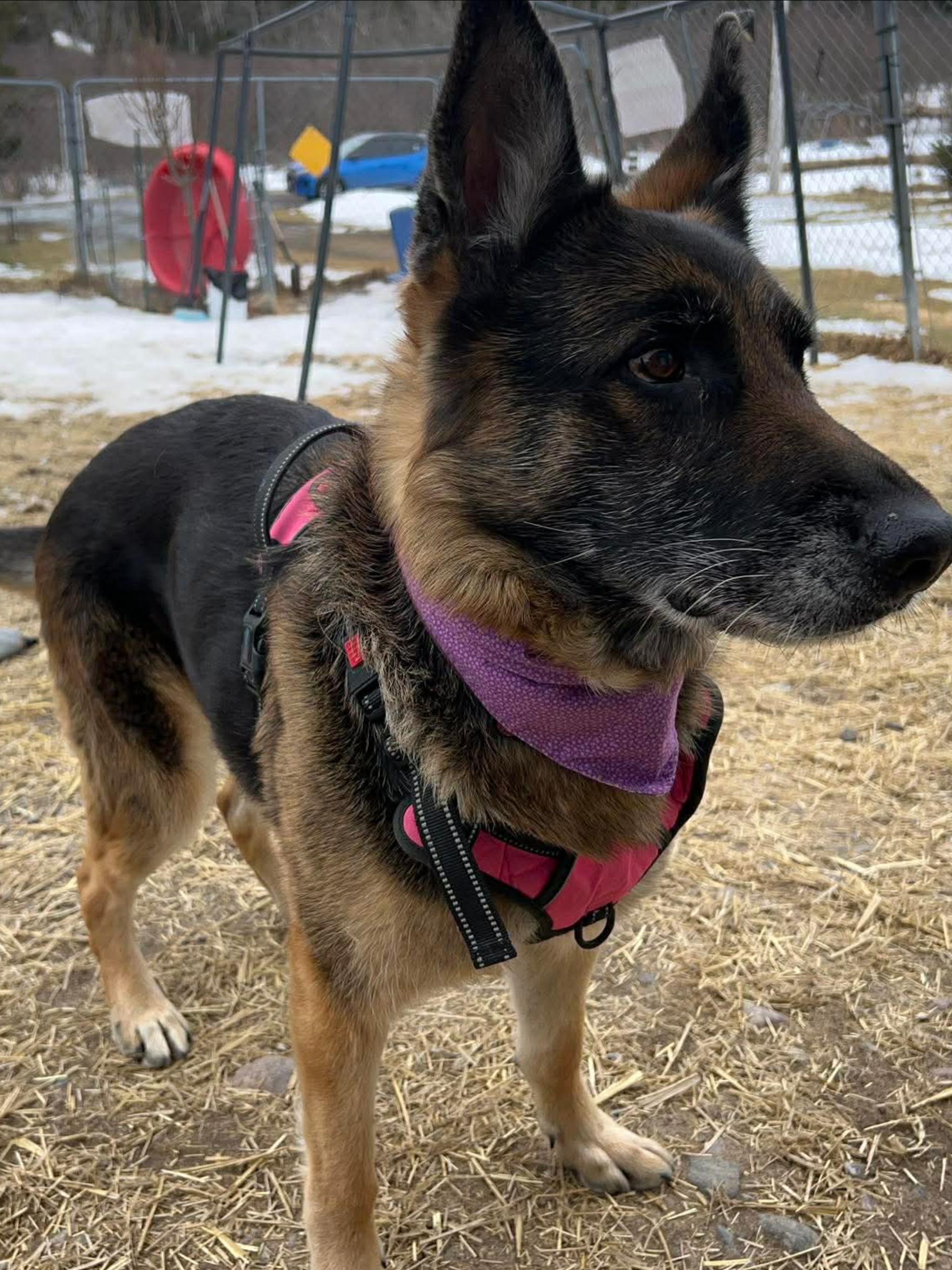 Enlarge ZENA, a ADOPTABLE German Shepherd Dog in Toronto, ON image 4/6