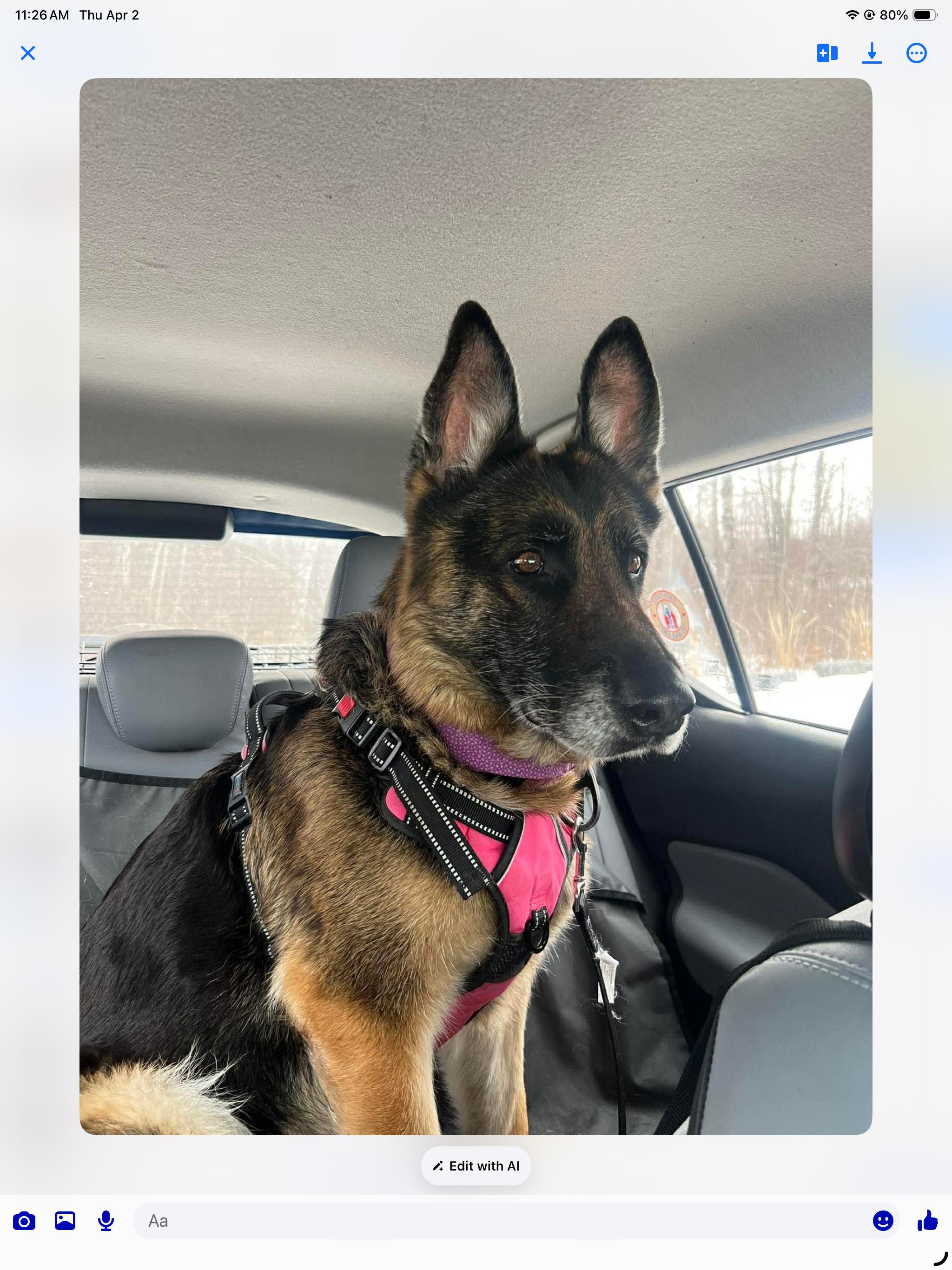 Enlarge ZENA, a ADOPTABLE German Shepherd Dog in Toronto, ON image 2/6