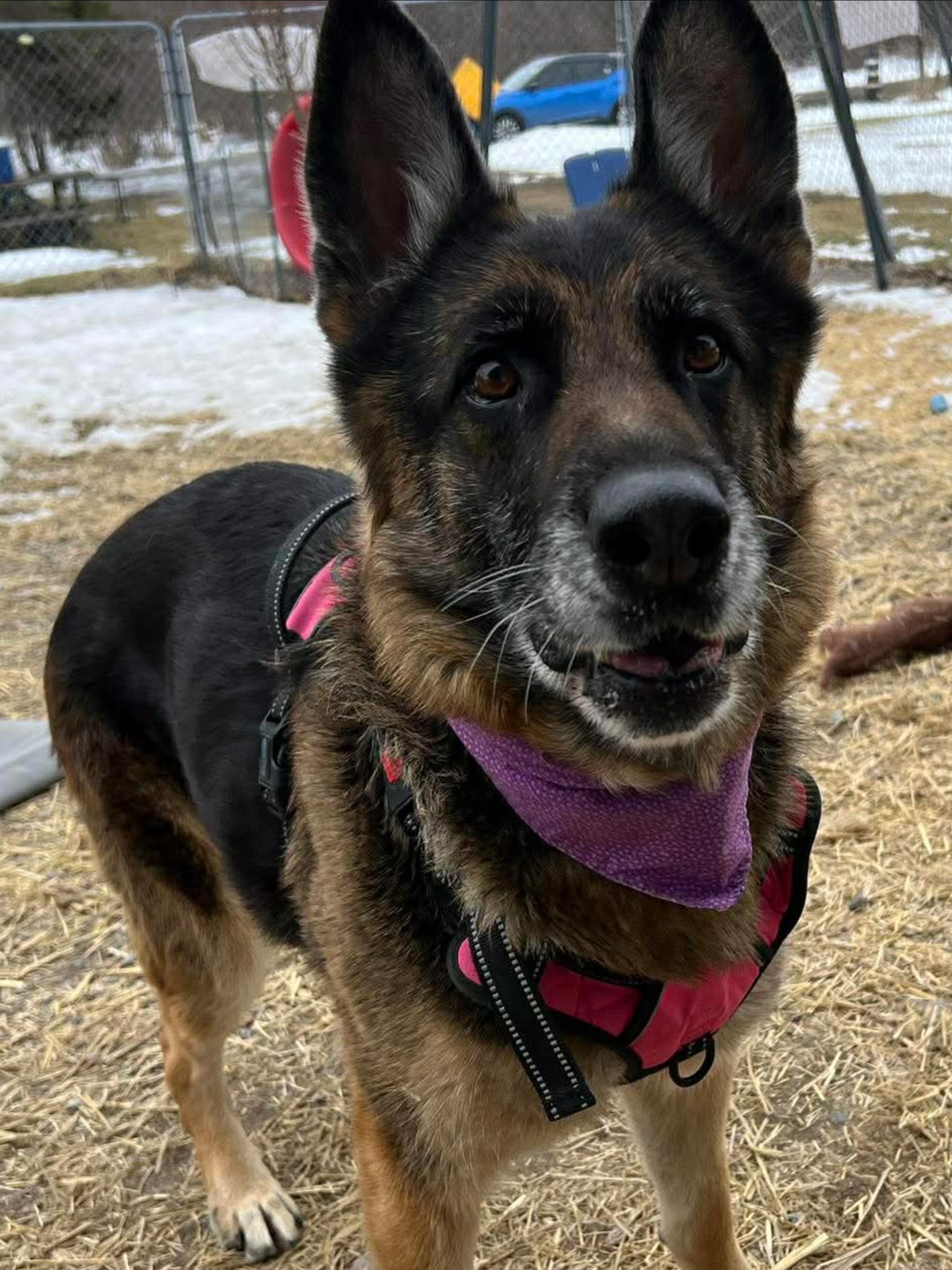 Enlarge ZENA, a ADOPTABLE German Shepherd Dog in Toronto, ON image 3/6