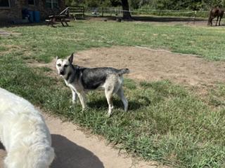 Enlarge DUCHESS - TRANSPORT AVAILABLE, a Adoptable mixed breed in North Bergen, NJ image 6/6