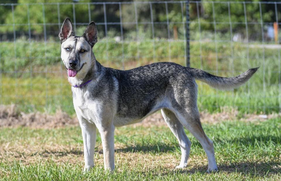 Enlarge DUCHESS - TRANSPORT AVAILABLE, a Adoptable mixed breed in North Bergen, NJ image 1/6