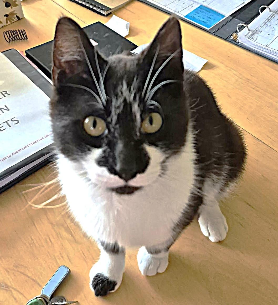 Robby, a ADOPTABLE Domestic Short Hair in Guelph, ON image 3/3