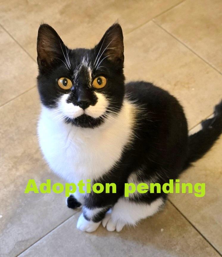 Robby, adopted, Young Male Domestic Short Hair.