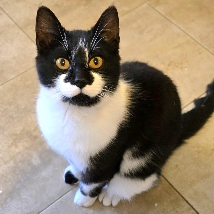 Robby, a ADOPTABLE Domestic Short Hair in Guelph, ON image 1/3