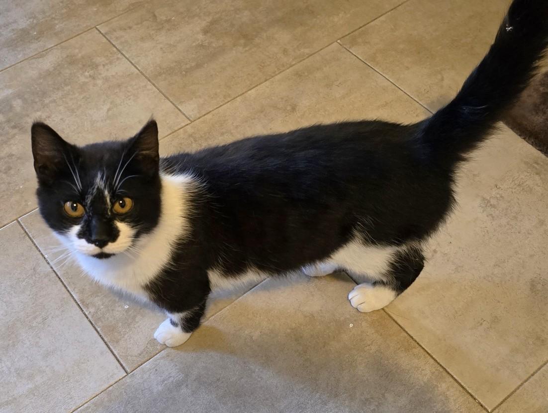 Robby, a ADOPTABLE Domestic Short Hair in Guelph, ON image 2/3